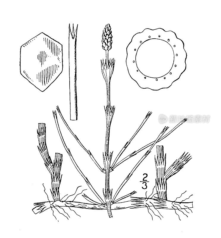 古植物学植物插图:Equisetum Littorale, Shore Horsetail